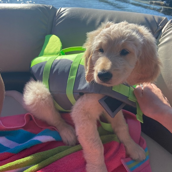 Other - Puppy Lifejacket